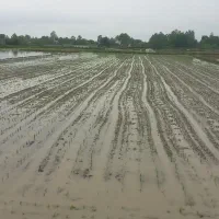 برنج هاشمی درجه یک|خوردنی و آشامیدنی|صومعه‌سرا, |دیوار