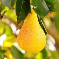 فروش انواع نهال های میوه