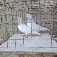 چند جفت شیخی