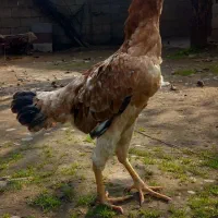 مرغ لاری ۲ عدد خروس مشکی|حیوانات مزرعه|رشت, لاکان|دیوار