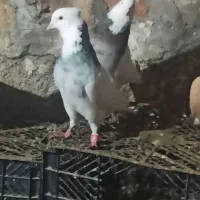 کبوتر طوقی|پرنده|جوانرود, |دیوار