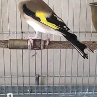 سهره شره ای جفتی داغسر رسمی ماده سهره