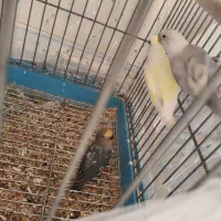 مولد طوطی برزیلی|پرنده|بومهن, |دیوار