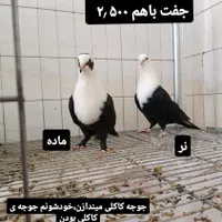 کبوتر کربلایی کاکلی ،کله سفید،مخمل|پرنده|تهران, افسریه|دیوار