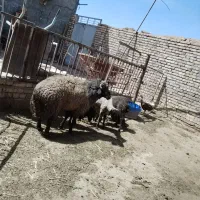 قوچ