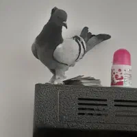 ماده سبز کاکل پاپر