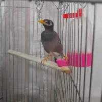 مرغ مینا و طوطی برزیلی