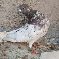 نر کله سیا مست مست  بگرد خارجی