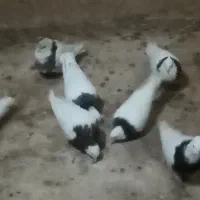 طوقی|پرنده|ایواوغلی, |دیوار