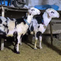 بروجرد