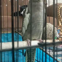 عروس هلندی دستی