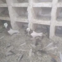 کبوتر  طوقی