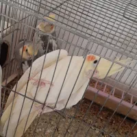 فروش عروس هلندی