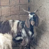 بز نر و ماده پاکستانی|حیوانات مزرعه|مزرعه کتول, |دیوار