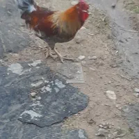 ۳عدد خروس|پرنده|آبدانان, |دیوار