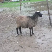 بره نر دورگه روشا(مادر رومناف و پدر شال) بدون دنبه|حیوانات مزرعه|حویق, |دیوار