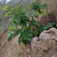 فروش یک قطعه ملک واقع در چشمه سرخ