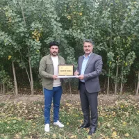 فروش صنوبر تبریزی ممتاز شیراز، تخفیف+اشانتیون ویژه