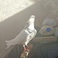 تعدادی طوقی وکاشانی تهرانی برای معاوضه|پرنده|اصفهان, شهرستان|دیوار
