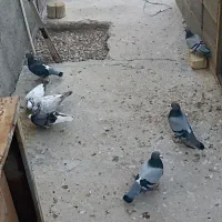 کبوترالمانی مسافتی وپرشی|پرنده|بسطام, |دیوار