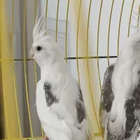 عروس هلندی دوکت راهب گرینچک