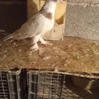 سه عدد کبوتر ۵۰۰|پرنده|میناب, |دیوار