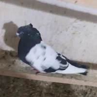 کبوتر حسن خانی|پرنده|دهگلان, |دیوار