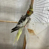 عروس هلندی