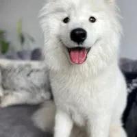 توله سامویید ماده ۴ ماهه