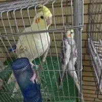 عروس هلندی|پرنده|شیراز, جانبازان|دیوار