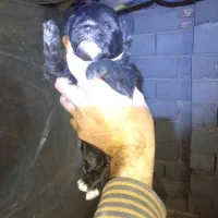 سگ شیتزو پدر مادر و(۱)دونه توله