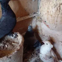 کفتر|پرنده|قم, کیوانفر|دیوار