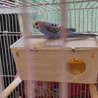 دو عدد مرغ عشق سر حال|پرنده|فردیس, فرامرزیه|دیوار