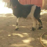 میش قوچ. بره ترکی|حیوانات مزرعه|کوهرنگ, |دیوار