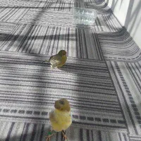 قناری گلسترجفت