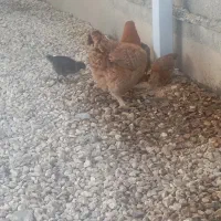 مرغ باهفت تاجوجه