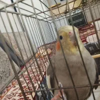 عروس هلندی سخنگو