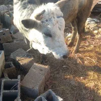 ورزا‌محلی|حیوانات مزرعه|رشت, شهرک صنعتی|دیوار