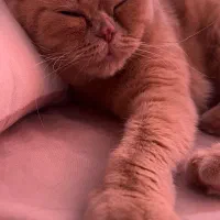 واگذاری گربه با تمام وسایل|گربه|آبادان, |دیوار