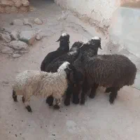 ۵ راس بره نر و ماده سبک جفتی ۵۸ کیلو.بیضا|حیوانات مزرعه|شیراز, گویم|دیوار
