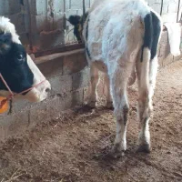 گوساله نر هلشتاین