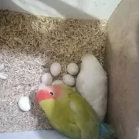 طوطی برزیلی|پرنده|رشت, کوی مهر|دیوار