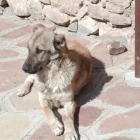 یک سگ جوان گوسفندی و هم برای نگهبانی