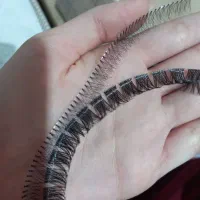 مژه فیشر و مژه گره ای