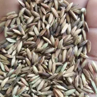 چلتوک عنبربو