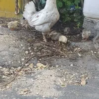 یک عدد مرغ گپ با ده عدد جوجه گلین چهل تاج