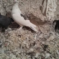 کبوتر چنگ موشی|پرنده|شیراز, کاراندیش|دیوار