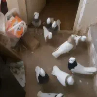 طوقی،راهب،قلاق،دمگیر،بدرنگ