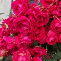 مدرسه
