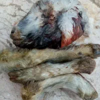 کله بره کوچک